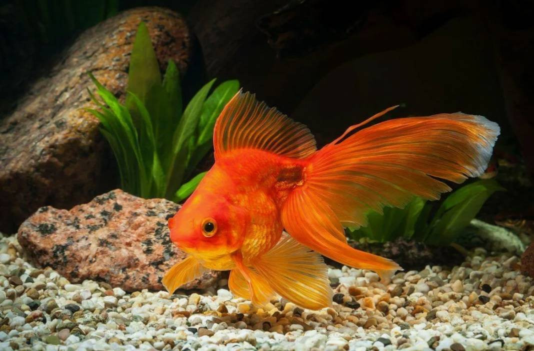 Günlük hayatta doğru bildiğimiz 25 yanlış - Resim: 19